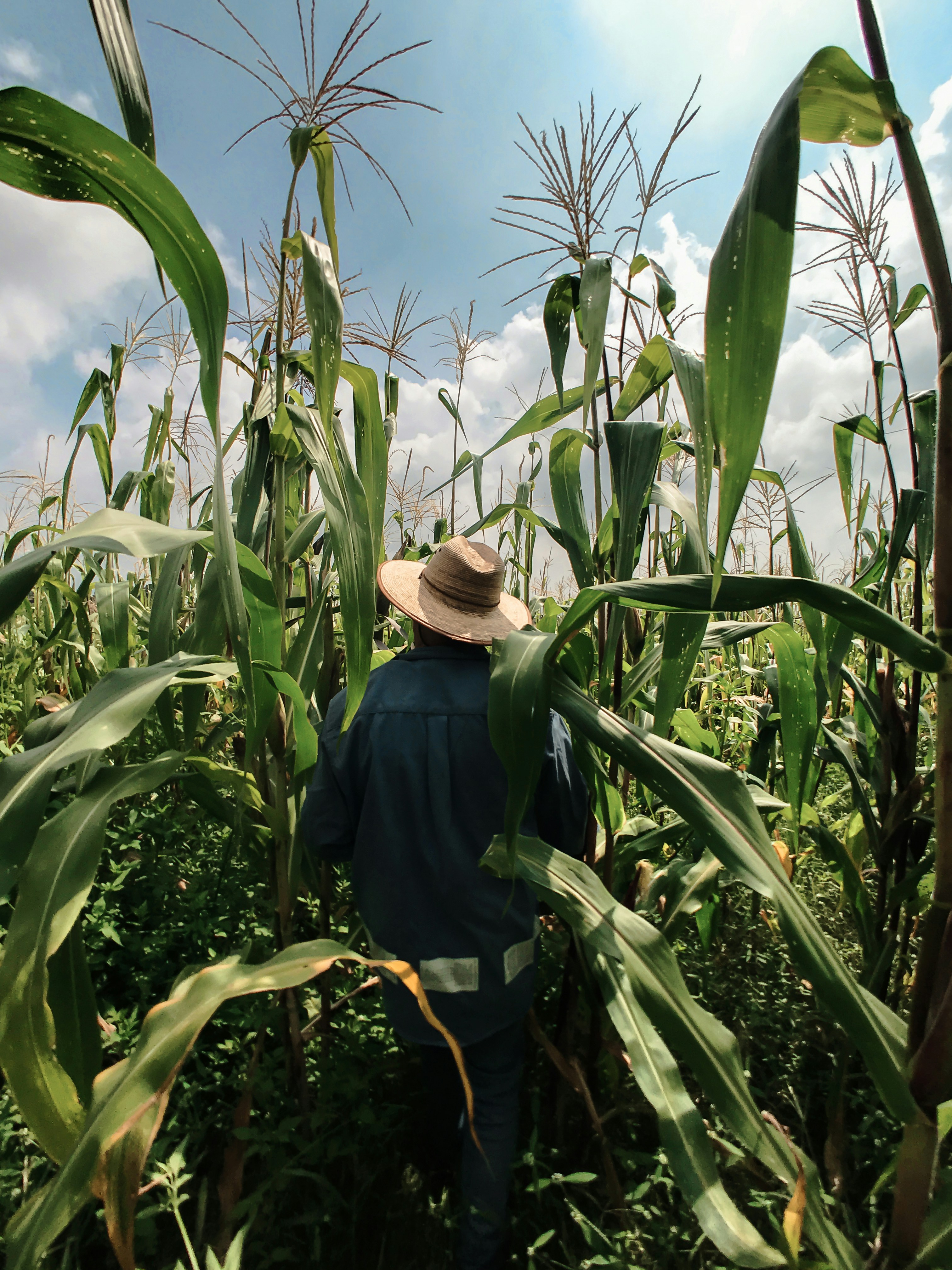 Farmer in field